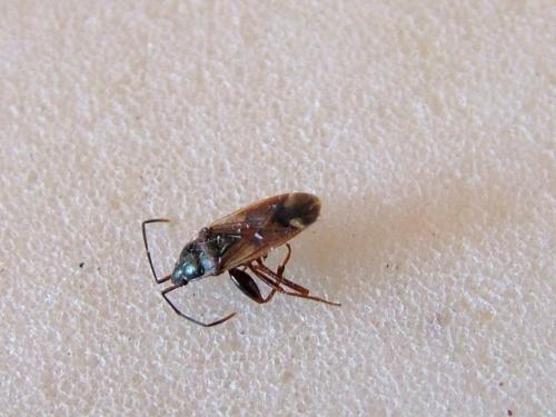 Réf. 237 013 : Eremocoris fenestratus